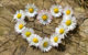 daisy-heart-flowers-flower-heart_sm